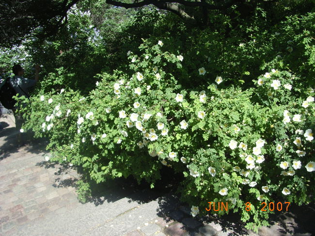 P:ステキな香り♪<br /><br />白い花は小さくて見えにくいですが。<br />教会までの階段に沿って植えられていた草花。<br />とーってもイイ香りがしたのです♪プンプン漂っていました。うまく説明できないのが残念ｗ