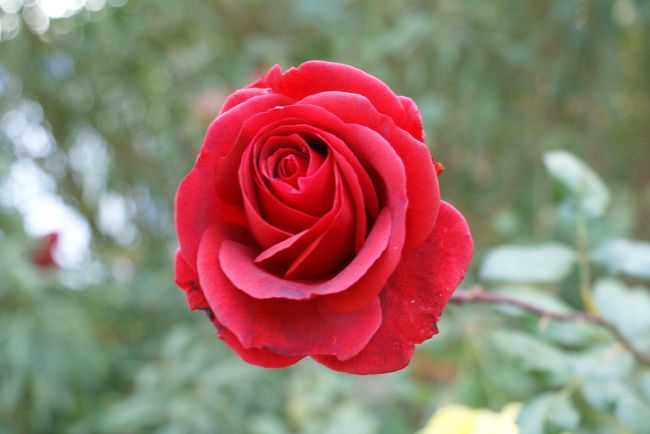 艶やかな真紅のバラ<br />得も言われぬ美しさに、すっかり夢中になって・・・。<br />