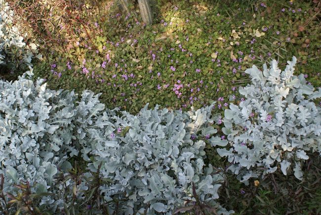 足元には小さな花が咲いて・・・