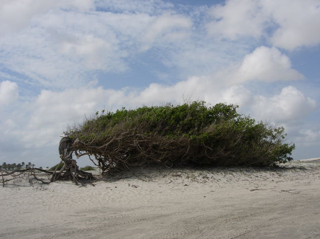 Fev.7, 10am sunny, 33℃　<br />ラゴアへバギーで出かけるツアーに参加。道中は、砂丘が続く国立公園内を通り楽しい。写真は「怠け者の木」。