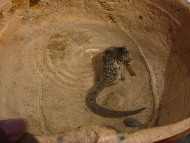 Fev.8, 10:30am sunny, 32℃, Mangue Seco<br />マンギと呼ばれる木の根が茂る川をボートで周るオプショナルツアーに参加。水中の木の根に赤いカニやタツノオトシゴがいます。タツノオトシゴは尻尾で根につかまって、流されてふぐに食べられるのを避けているそう。