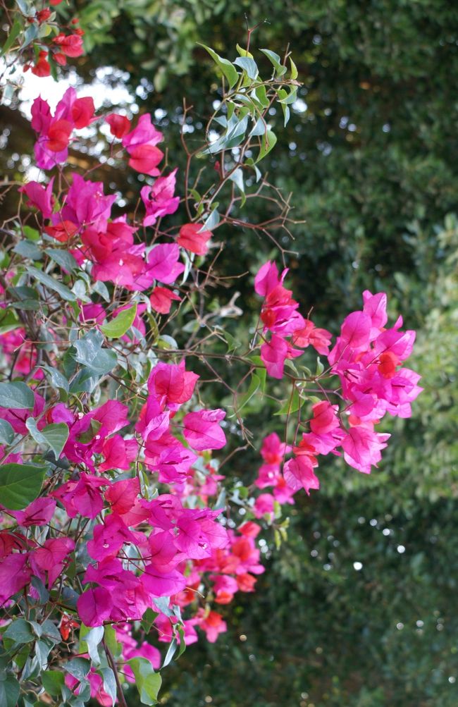 ブーゲンビリアをもう一度