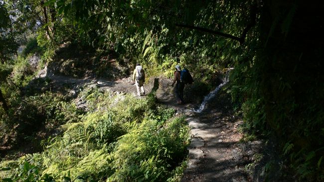 ガイドさんの後ろに続いて樹林帯を歩く。<br />