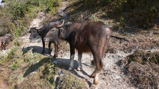 トレイルに多く放し飼いされていた食用の水牛。<br />ネパール人は牛は食べないが水牛は食べると言う。<br />何が違うのか・・・。<br />
