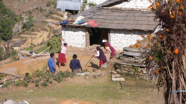 トルカにて。<br />脱穀の手伝いをする子供達。<br />棒を振りかざして思いっきり叩いていた。<br />