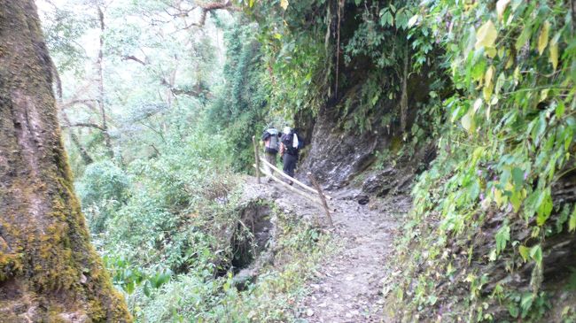 Modi　Khola（モディコーラ）沿いの樹林帯を歩く。<br />