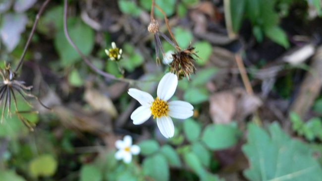 冬でも咲くヒマラヤの花
