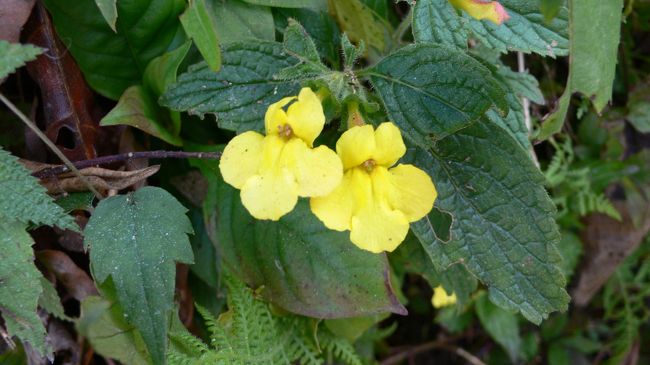 冬でも咲くヒマラヤの花