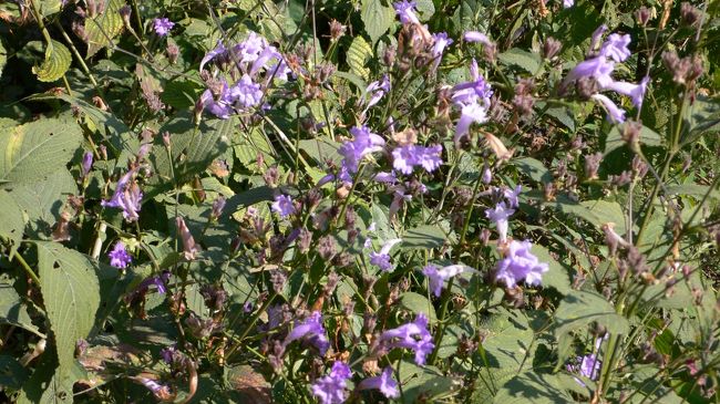 冬でも咲くヒマラヤの花