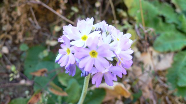 冬でも咲くヒマラヤの花