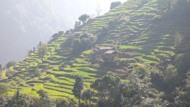 Jinuへの途中で見かけた緑が眩しい棚田の風景。<br />