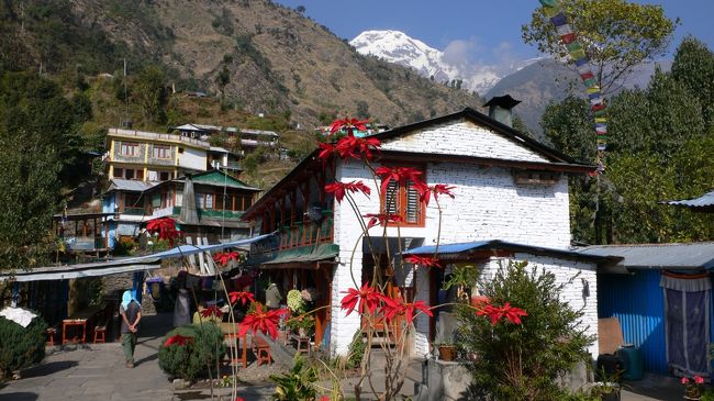 Jhinu（ジヌー・1780m）のレストラン。<br />ここで1時間半以上の長い昼食休憩を取った。<br />ちょうどこの日はクリスマスでポインセチア似の花を見てクリスマスを思い出した。<br />この日は欧米人とすれ違うと「ナマステ」ではなく「Merry　Chritmas！」の挨拶を交わす。<br />Jhinuの近くには温泉があって、一人旅の欧米人の女性がここに宿を決めて、温泉に向かっていた。<br />