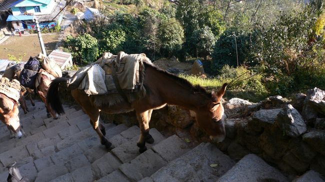 荷役するロバ達。<br />土砂や食料等色々なものを運んでいた。<br />彼らは70kgほどのものを運ぶとのこと。<br />ヤクは90kgくらいまでの重量のものを運ぶそうだが、体格からするとロバの方がパワーがあるようだ。<br />