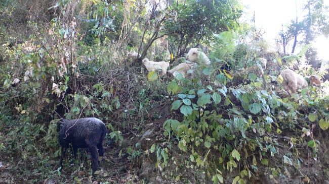 人家のあるSinuwa（シヌワ・2360m）あたりまで家畜が放し飼いされ、それ以降のトレイルは糞の臭いもなくなり糞を避けて歩くこともなくなる。<br />