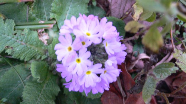 冬でも咲くヒマラヤの花