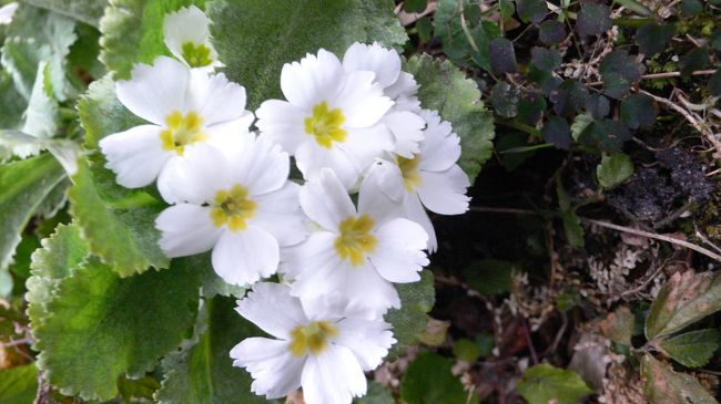 冬でも咲くヒマラヤの花