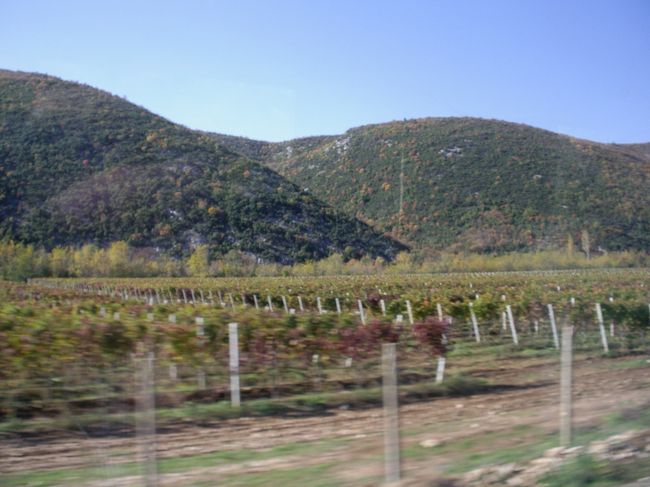 バスから見えた何かの畑．