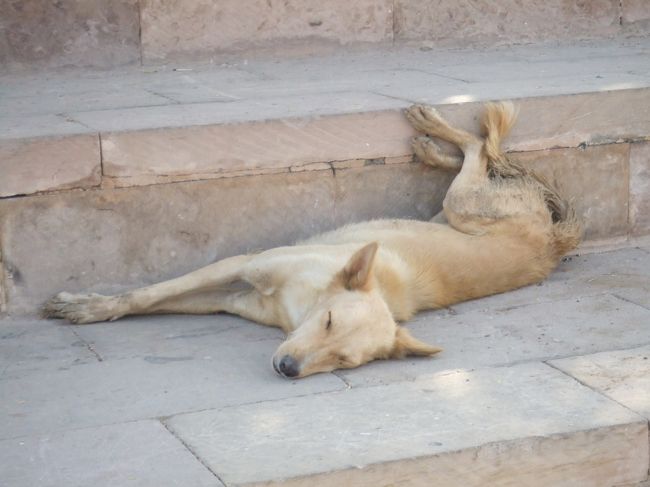 ・切りかけのオベリスク　<br /><br />入口正面にいた犬。<br />クソ暑さにやられてか、犬までも正にぐったりって感じやった。。。（笑）