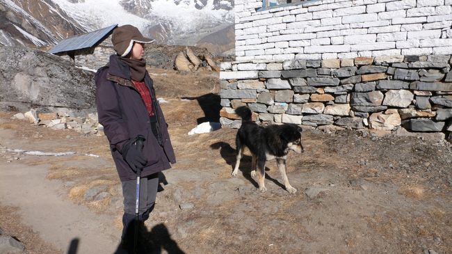 この辺をテリトリーにしている？野犬