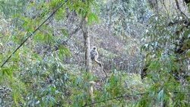 ドバンとバンブーの間のトレイルで出会ったラングール。<br />ドバンを出発して50分程度のところ。<br />その日はラッキーにもラングールに3度も遭遇。<br />それぞれ大小の群れとなって移動していた。<br />