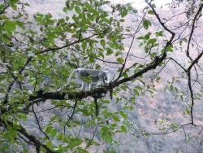 バンブーに近いところで出会ったラングール。<br />