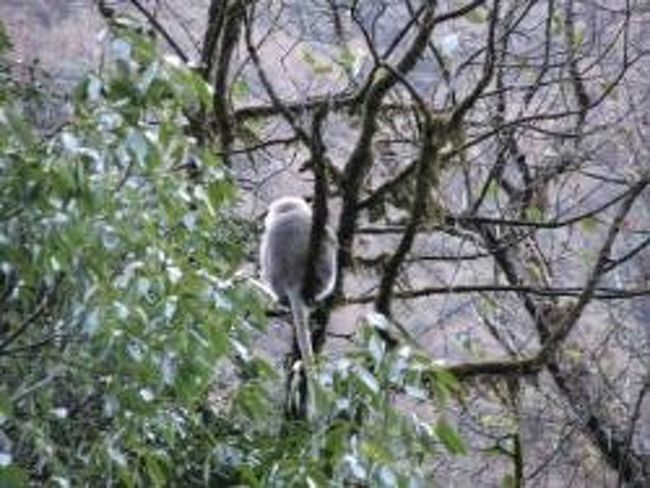 バンブーに近いところで出会ったラングール。<br />