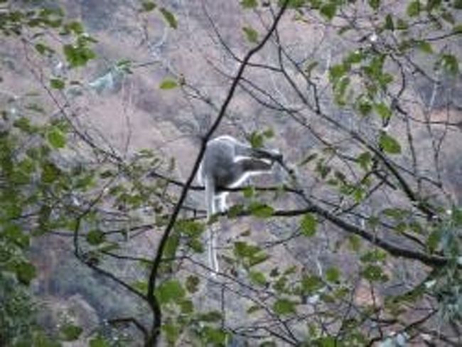 バンブーに近いところで出会ったラングール。<br />