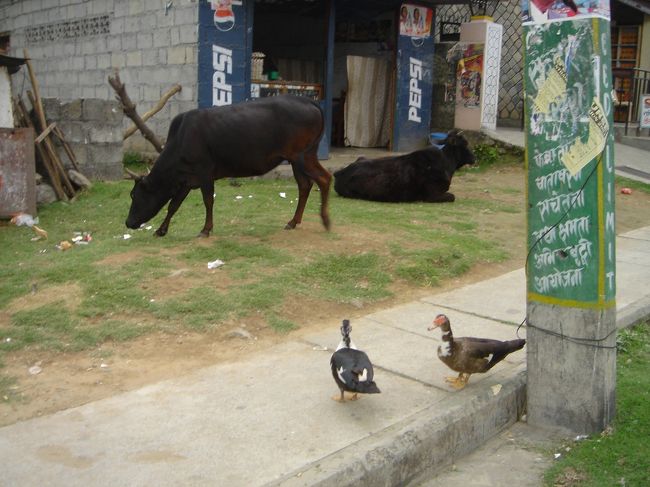 ここにも、ノラ牛、ノラあひるがいます