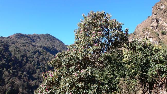 狂い咲きしていたシャクナゲの木。<br />