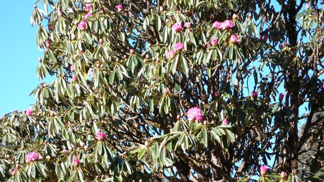 狂い咲きしていたシャクナゲの木。<br />