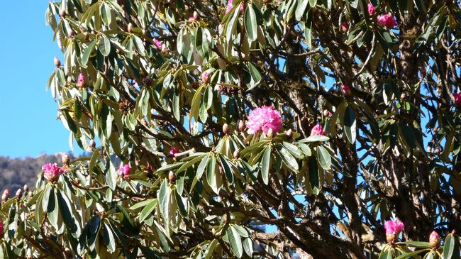 狂い咲きしていたシャクナゲの木。<br />