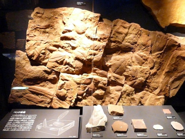 ベンド生物の化石