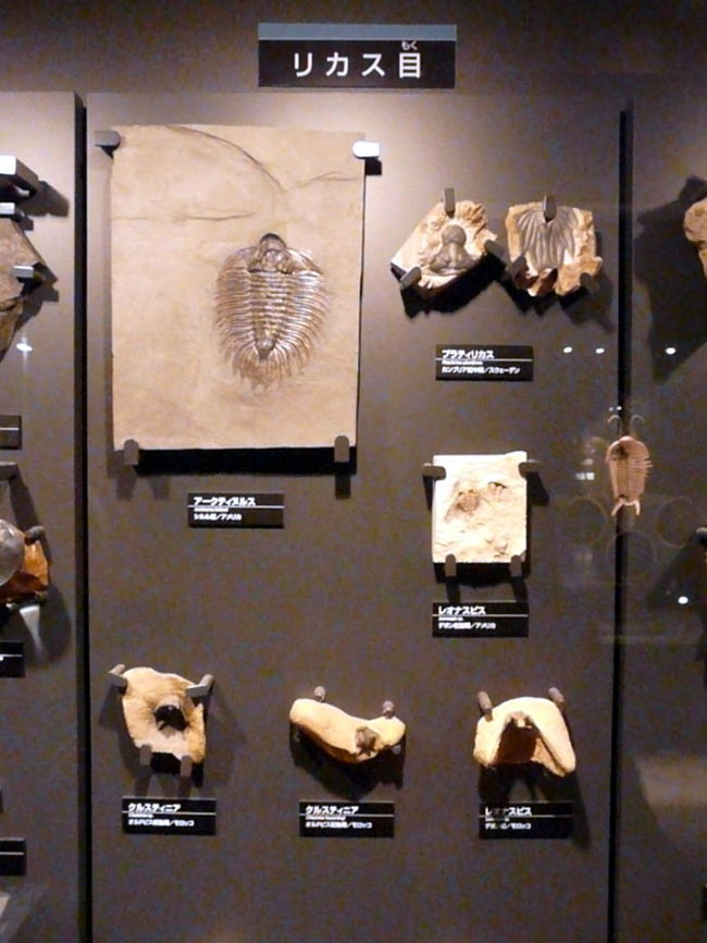 リカス目の三葉虫　<br />装飾の多い頭鞍と、体の縁に棘を持つことの多いグループです　<br />防御姿勢がとれない代わりに棘が発達したとする研究者もいるそうです　<br />以前は別々の目とされていたリカス類とオドントプレウラ類、及びダメセラ類を含みます