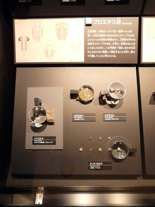 しばしばこの仲間のみがまとまって見つかることも多いため、集団で生活してとも考えられています