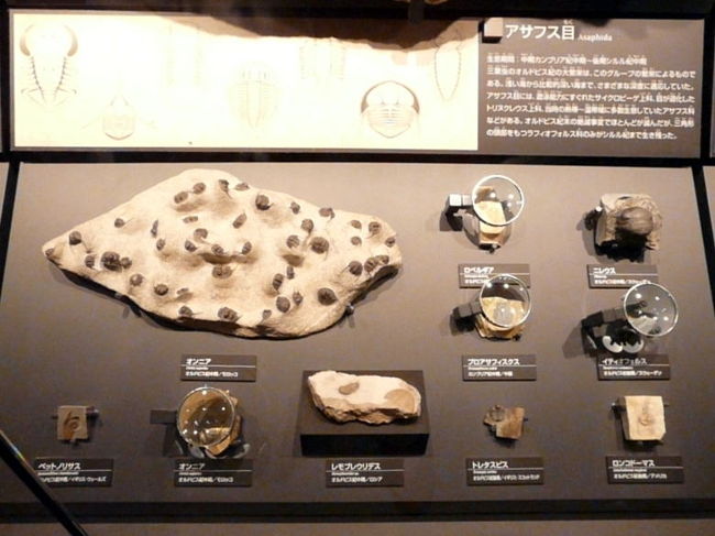 幼生期は浮遊生活を送っていたと考えられています