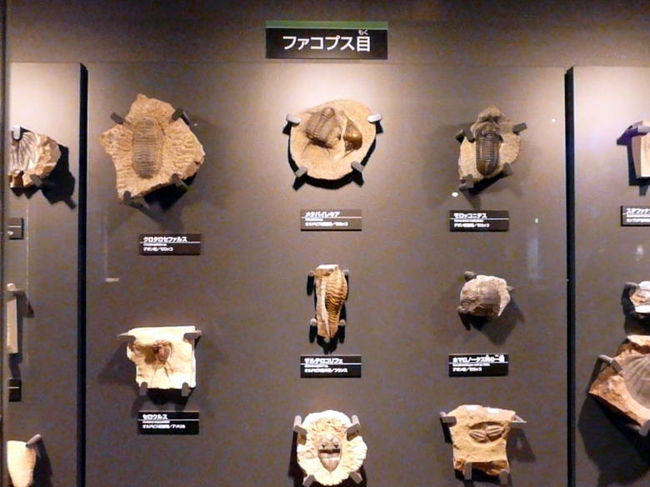 ファコブス目の三葉虫　<br />オルドヴィス紀以降に非常に栄えたグループです　