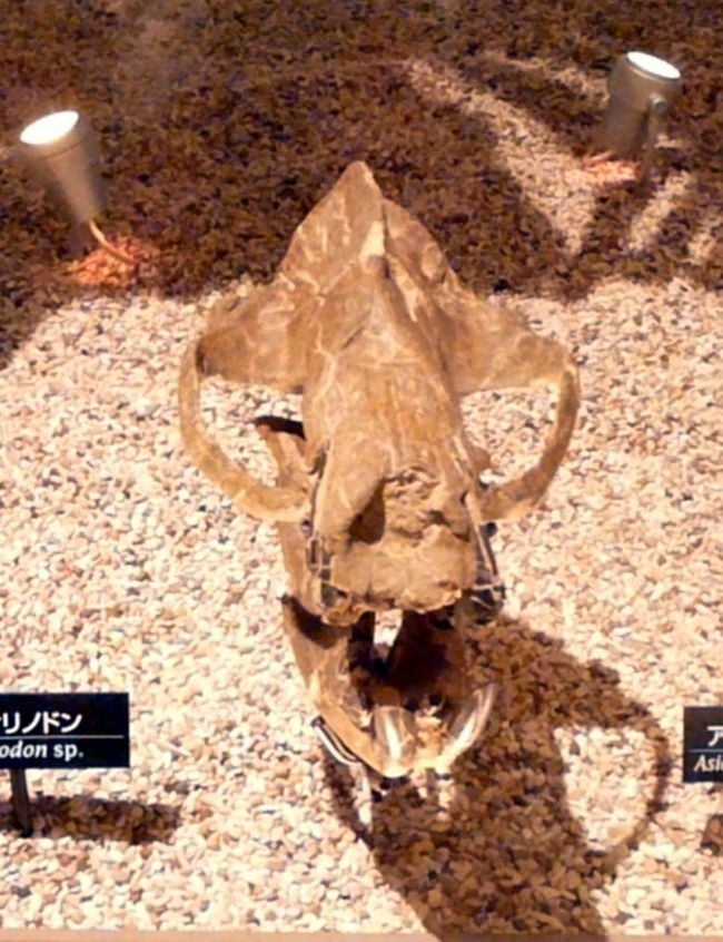 スティリノドン　<br />北アメリカに生息していた紐歯（ちゅうし）目の哺乳類の頭です