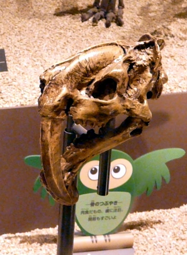 ティラコスミルスの頭　<br />南米に生息したいたカンガルーなどと同じ夕袋目です