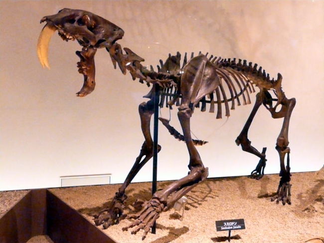 スミロドンは南北アメリカ大陸に生息していた上顎から長い牙が生えたサーベルタイガーの一種です