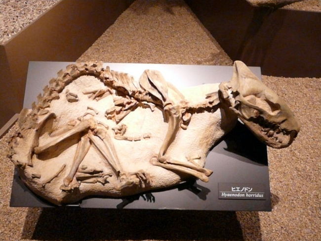 ４．国立科学博物館　地球館 Ｂ２Ｆ　恐竜の謎を探る その１