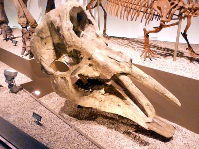 ゴンフォテリウムの頭　<br />アフリカからヨーロッパ、アジア、北米と広く分布していた体長4メートルほどの古代象です