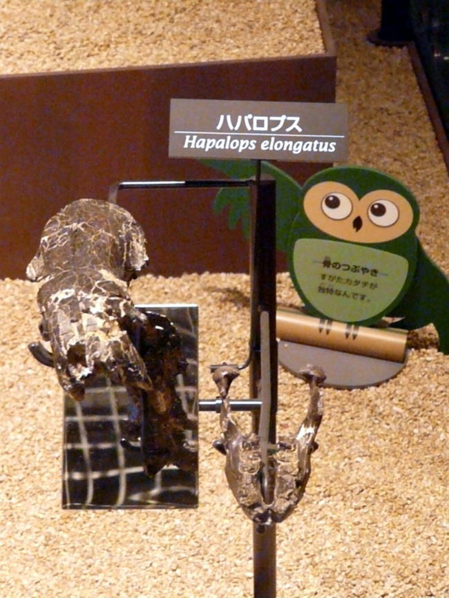 ハパロプスの口　<br />アリクイの仲間です