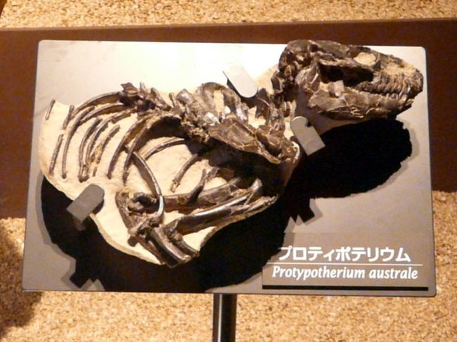 プロティポテリウムは南米に生息していた体長４０ｃｍほどの哺乳類です