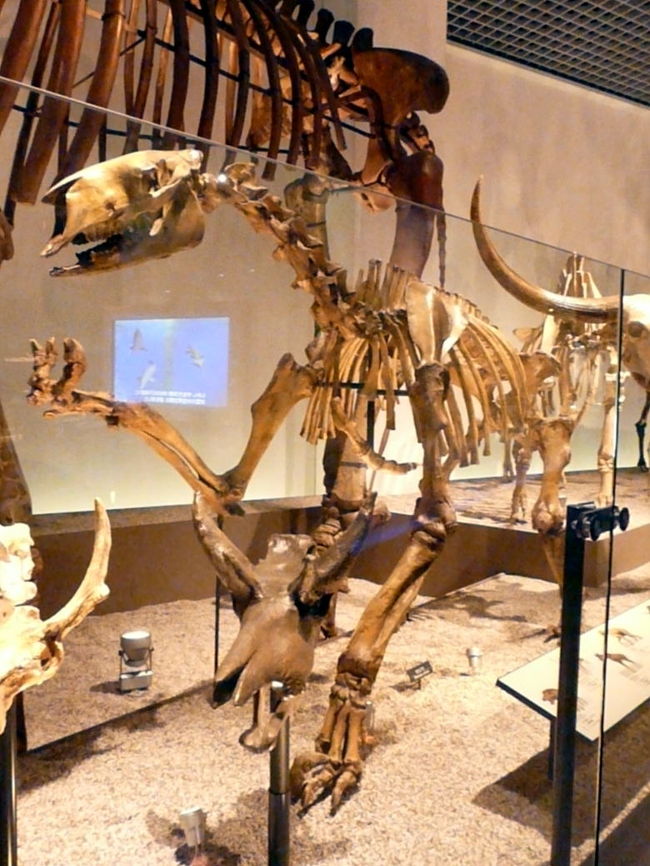 モロプスは北アメリカに生息していた体長３ｍほどの哺乳類です　<br />後ろ足だけで立ち上がって、高いところの葉を食べていたと考えられています