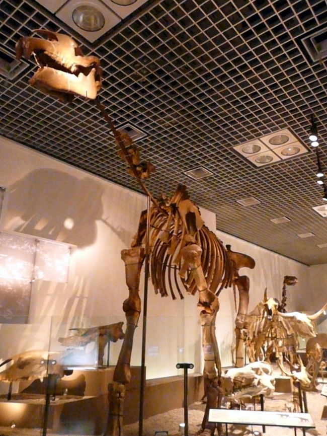 インドリコテリウムは中央アジアに生息していた体長８ｍのサイ科の哺乳類です　