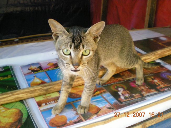 やっと　頂上付近です。<br /><br />頂上付近には、お土産物屋さんが<br />乱立しています。<br /><br />猫は売っていません。<br />しかも怖いしこの猫。<br />