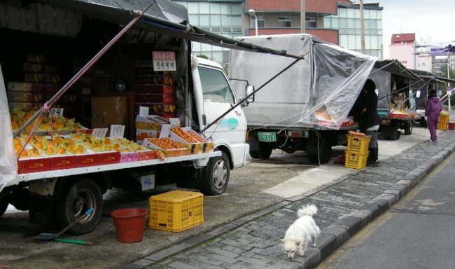 しばらく周辺をさまよっていると、みかん屋さんがありました。済州島の名産はみかん！旬ということもあり、色々な所でみかんが販売されていました。<br />可愛い犬も登場♪ハングルで犬のことは『ケ』と言います。一文字ってなんやねん･･･