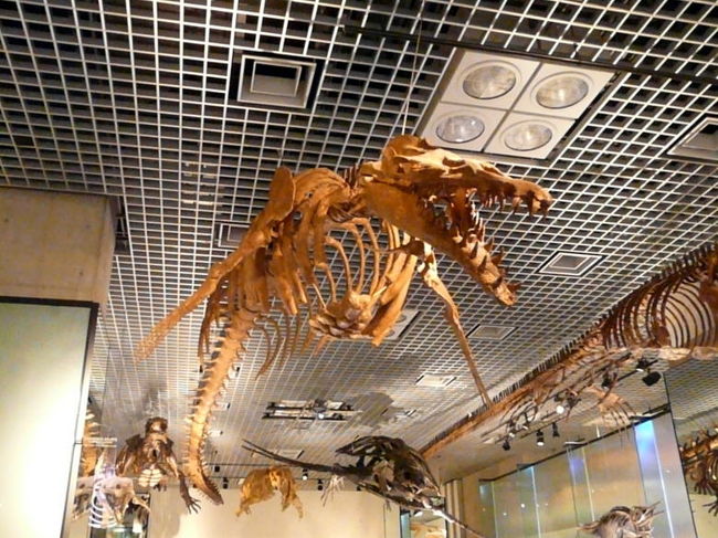 バシロサウルス・ケトイデスは北アメリカ南東部の浅い海に生息していたクジラの仲間です