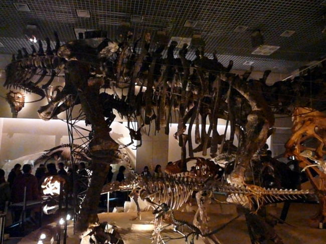 広い館内にたくさんの恐竜の骨格標本が展示されています