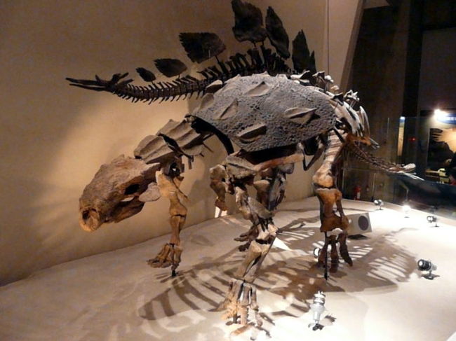 エウオプロケファルスは北アメリカに生息していた全長７ｍにもなる大型の草食角竜　<br />全身が立派な装甲で被われて、尾の先には骨の塊で出来た棍棒が備わっています